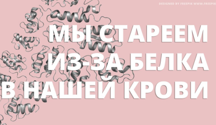 Старение из-за активности белка в нашем кровотоке